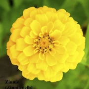 Zinnien (Zinnia) gelb