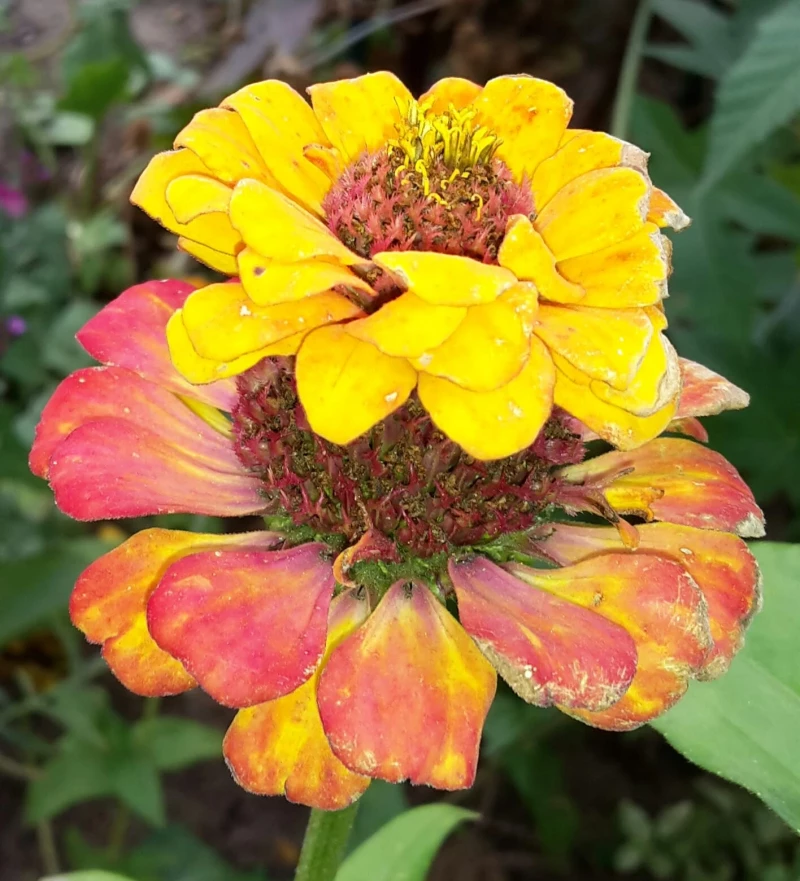 Zinnien (Zinnia) gelb