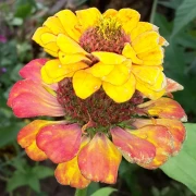 Zinnien (Zinnia) gelb