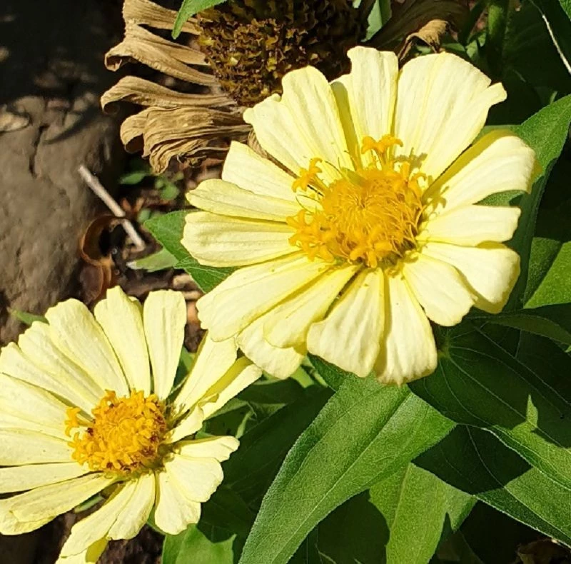 Zinnien (Zinnia) helles gelb