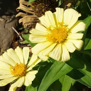 Zinnien (Zinnia) helles gelb
