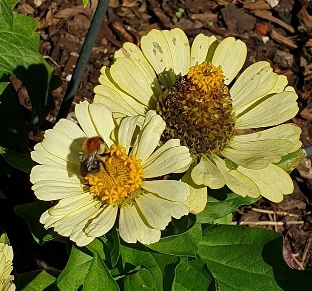 Zinnien (Zinnia) helles gelb
