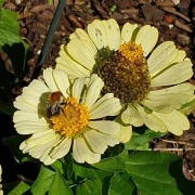 Zinnien (Zinnia) helles gelb