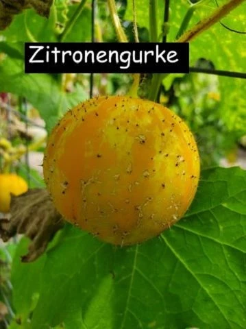 Zitronengurke (Cucumis sativus ‘Lemon’)
