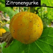Zitronengurke (Cucumis sativus ‘Lemon’)