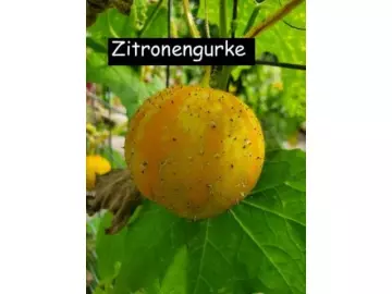 Zitronengurke (Cucumis sativus ‘Lemon’)