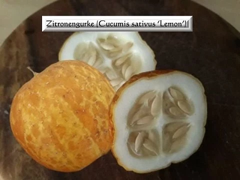 Zitronengurke (Cucumis sativus ‘Lemon’)