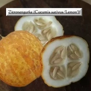 Zitronengurke (Cucumis sativus ‘Lemon’)