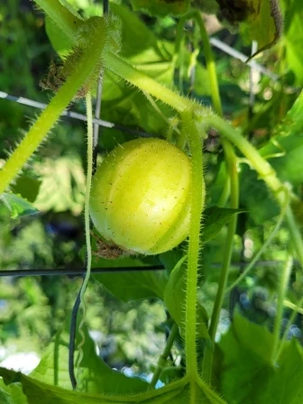 Zitronengurke (Cucumis sativus ‘Lemon’)