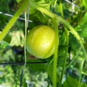 Zitronengurke (Cucumis sativus ‘Lemon’)