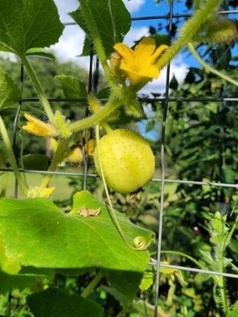 Zitronengurke (Cucumis sativus ‘Lemon’)