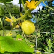 Zitronengurke (Cucumis sativus ‘Lemon’)