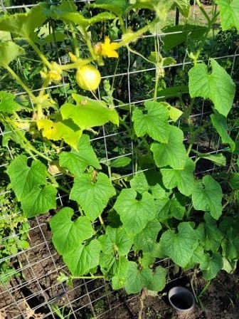 Zitronengurke (Cucumis sativus ‘Lemon’)