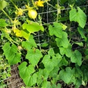 Zitronengurke (Cucumis sativus ‘Lemon’)