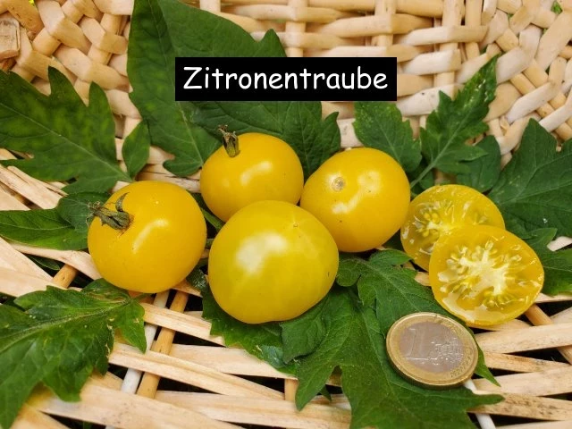 Zitronentraube