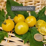 Zitronentraube