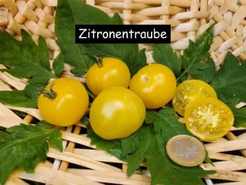 Zitronentraube