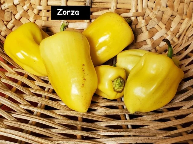 Zorza