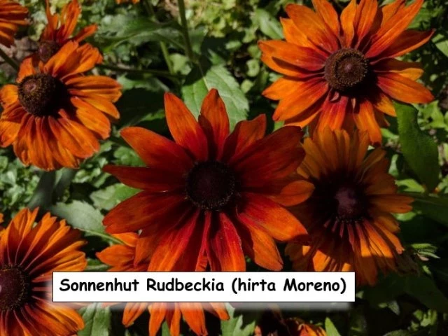 Sonnenhut Rudbeckia hirta ‘Moreno’
