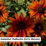 Sonnenhut Rudbeckia hirta ‘Moreno’