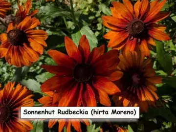 Sonnenhut Rudbeckia hirta ‘Moreno’