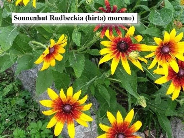 Sonnenhut Rudbeckia hirta ‘Moreno’