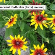 Sonnenhut Rudbeckia hirta ‘Moreno’
