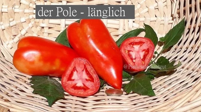 der Pole - länglich