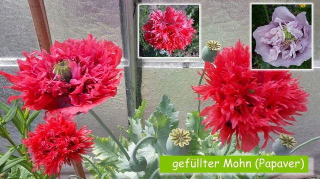 gefüllter Mohn (Papaver)