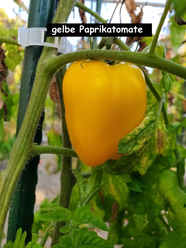 Paprikatomate