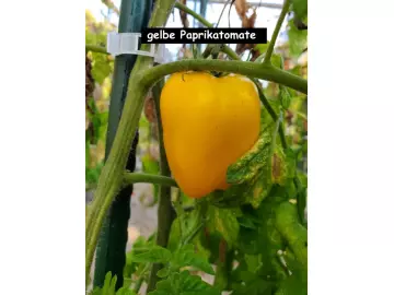 Paprikatomate