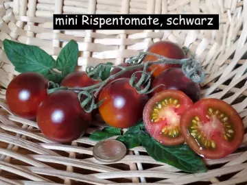 mini Rispentomate, schwarz