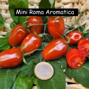 mini Roma Aromatica