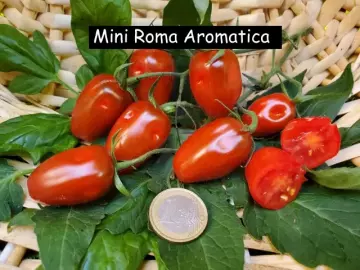 mini Roma Aromatica