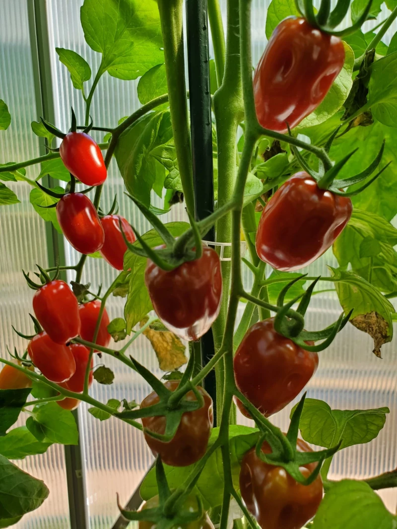 mini Roma Aromatica