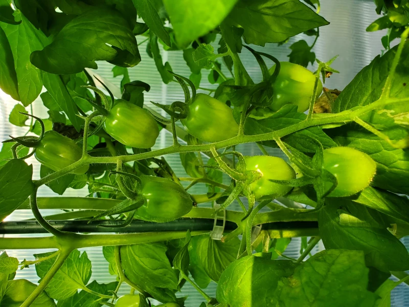 mini Roma Aromatica