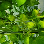 mini Roma Aromatica