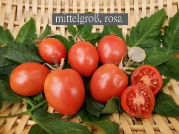 mittelgroß, rosa