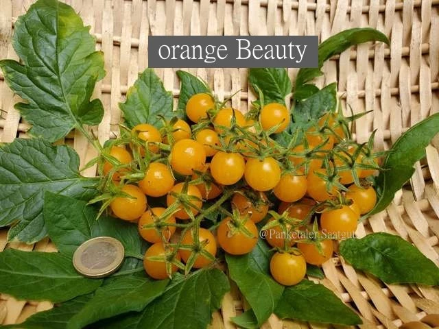 orange Beauty