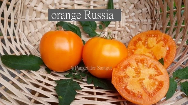 orange Russia