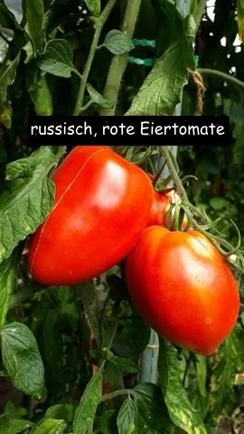 russisch, rote Eiertomate