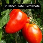 russisch, rote Eiertomate