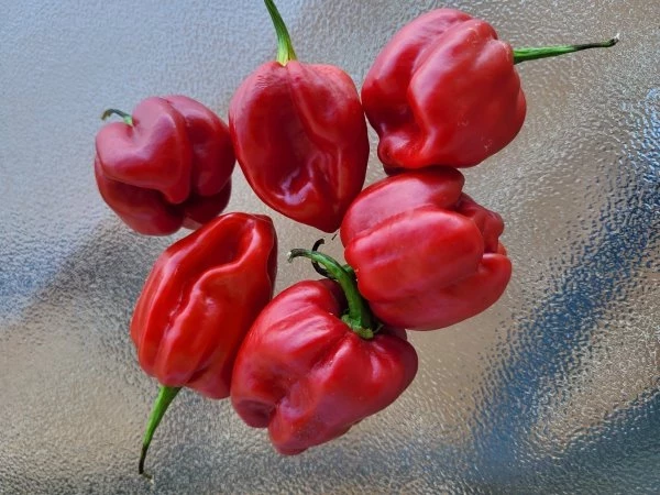 Habanero, rot (Chili)
