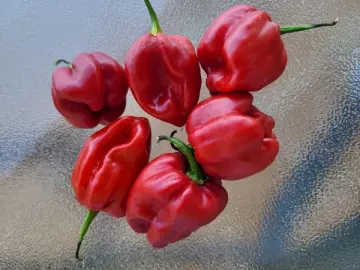 Habanero, rot (Chili)