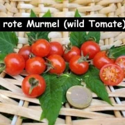 rote Murmel (wilde Tomate)