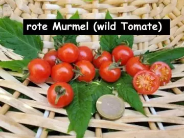 rote Murmel (wilde Tomate)