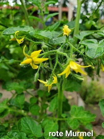 rote Murmel (wilde Tomate)