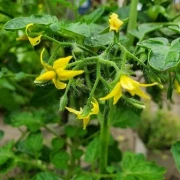rote Murmel (wilde Tomate)
