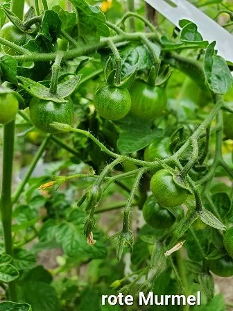 rote Murmel (wilde Tomate)