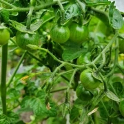 rote Murmel (wilde Tomate)